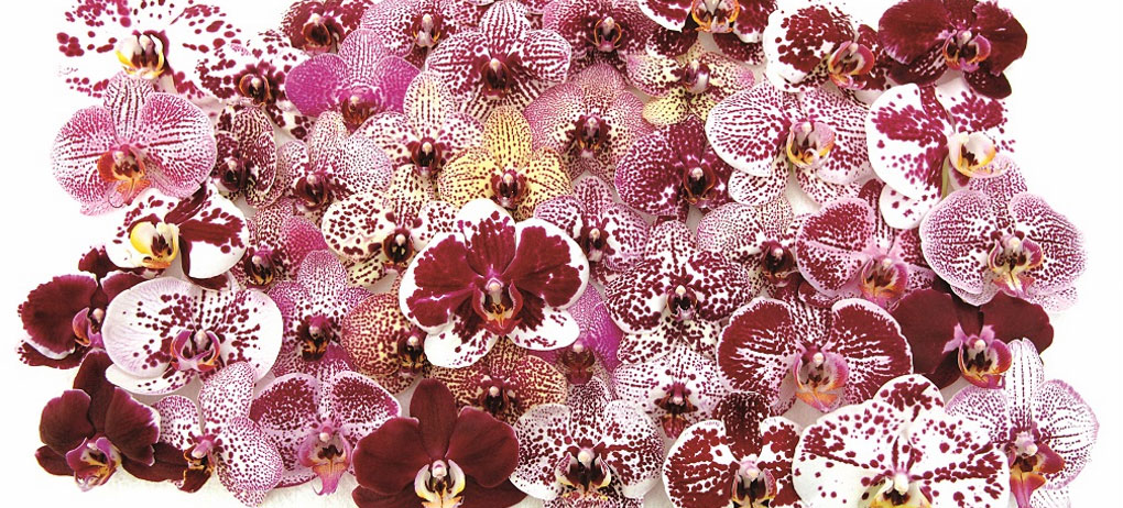 orchideen